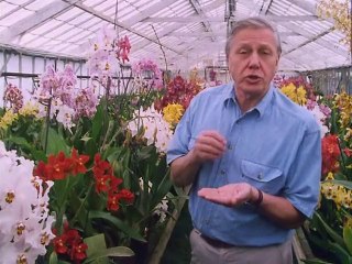 Private Life of Plants - Living Together