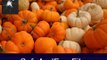 Get Pumpkin Patch Screensaver 1.0 Serial Code Free Download