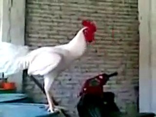 Cock laughing
