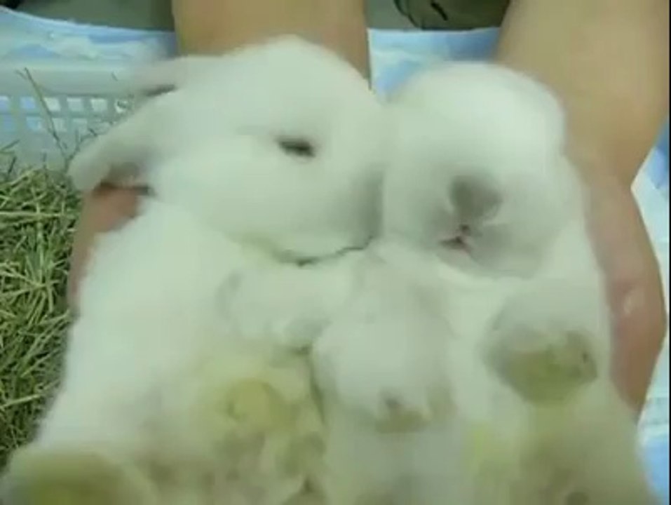 LOL - Too Cute