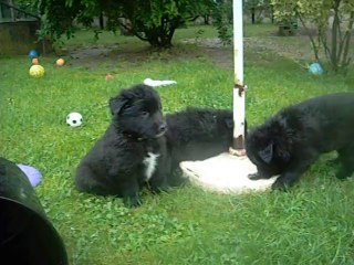 10 juillet 2014 (5 semaines) : bleu, rose, vert sous la pluie