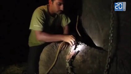 Raju l'elephant sauvé après 50 ans de maltraitance