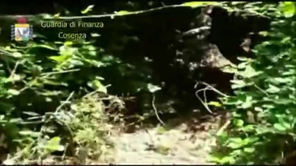 Cosenza - Piantagione Cannabis Cetraro sequestro (09.07.14)