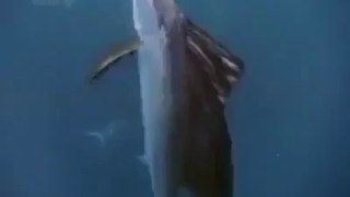 Flying Fish Miracle - Subhan Allah - Gbtune