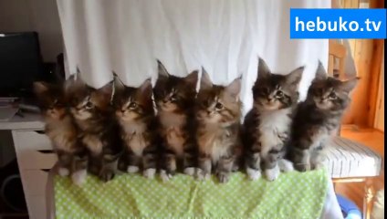 Senkronize kediler dans grubundan harika bir şov! :)