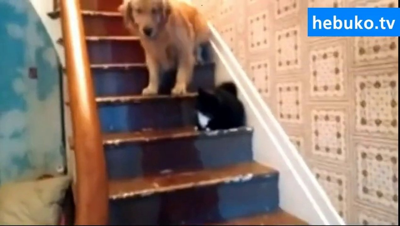 Dünyanın en korkak köpeği! Kediden nasıl da korkuyor?