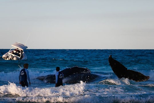 Les secours australiens parviennent à remettre à l'eau un baleineau échoué