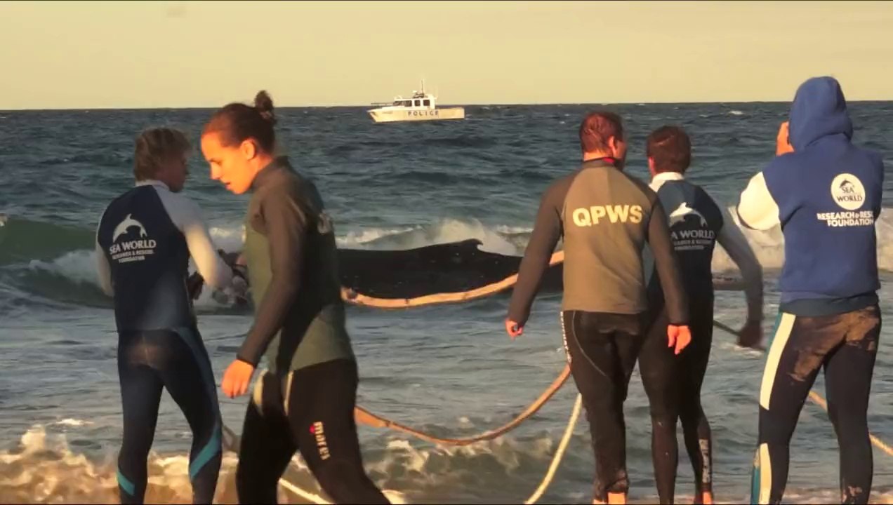 Tierschützer retten gestrandeten Baby-Wal
