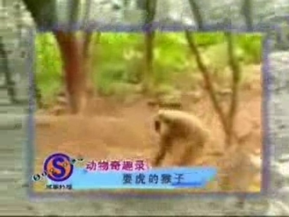 Jeux  entre Singe -Tigre