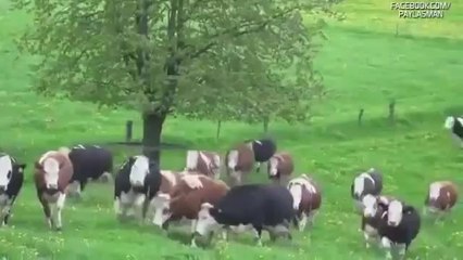 25 Yıl Sonra İlk Defa Güneş ve Doğayla Karşılaşan İnekler