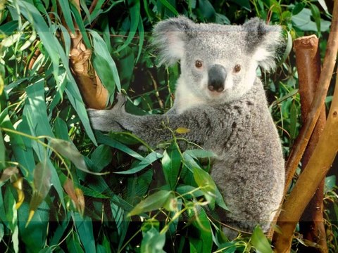 Les animaux sont nos meilleurs amis : Création d' Emma