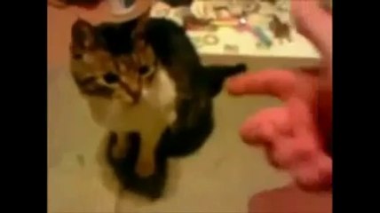 Bu Hayvanlar Çok Yetenekli ölü Taklidi Yapıyorlar