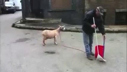 Keçileri Kaçırmış Keçiler İnsan Gibi Bağırıyor