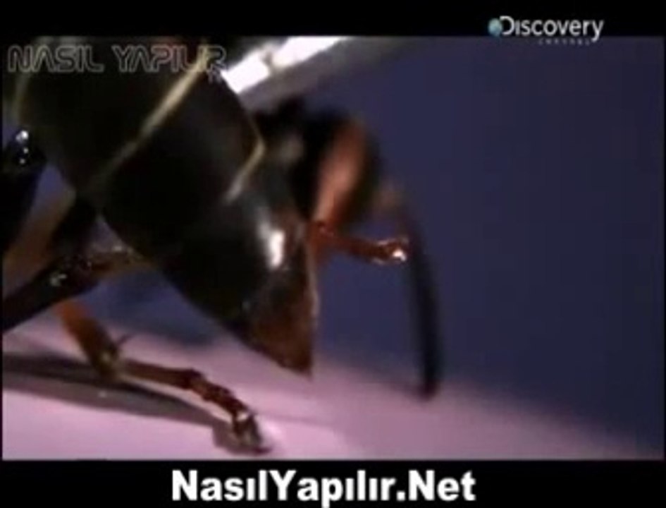 Ağır Çekimde Arı Sokması