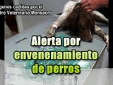 Alerta! 3 perros mueren envenenados en Felguera, Riosa, Asturias
