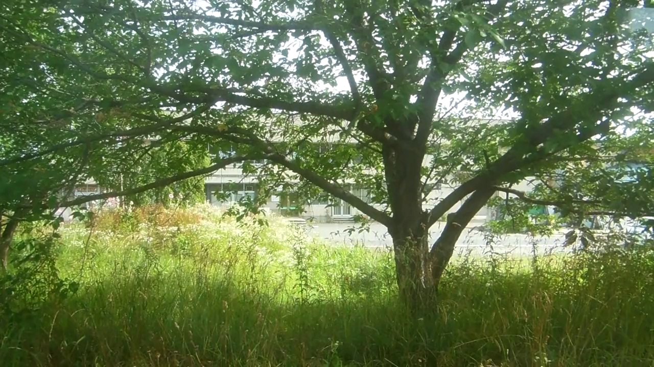 夏のふらわーらいなーらいど