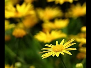 Dejame quererte para siempre