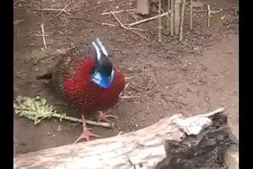 beautiful creation ofALLAH watch this unique bird