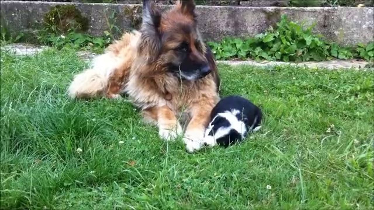 chiots GinXKobe 5 semaines