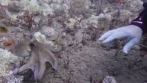 Octopus Puts Up Its Dukes Against Scuba Diver