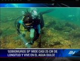 Encuentran nuevas especies en Galápagos