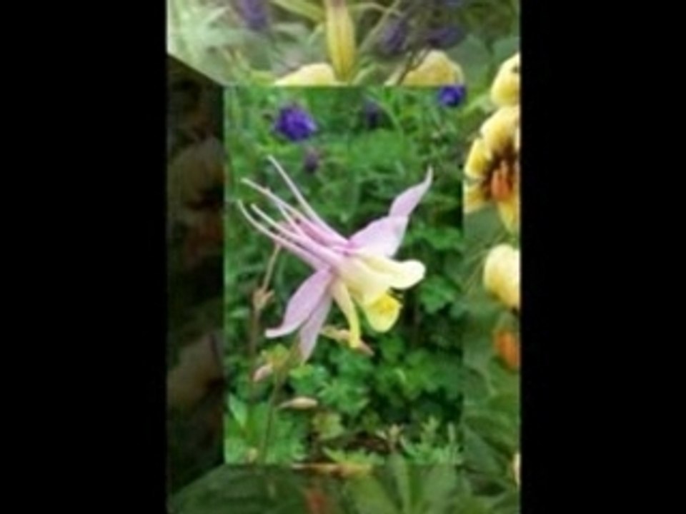 Flore et nature