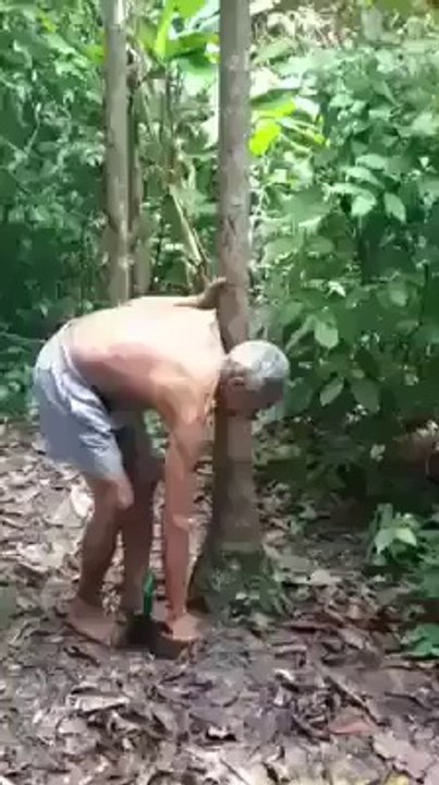Amazing Treeclimb Trick by Old Man