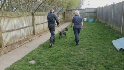 Tyson - put to sleep because he was deemed dangerous ??