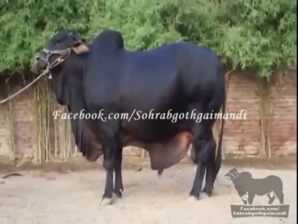 Rsa Cattle Farm Desi Bachra For 2014