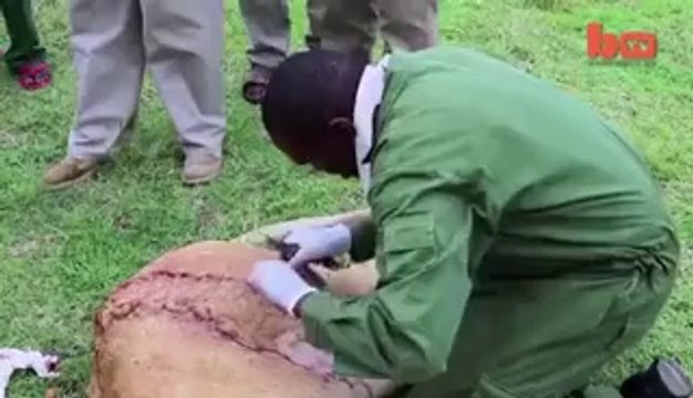Lioness Mauled By Buffalo