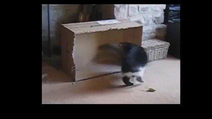 Luis Navas - Funny Cats Video - Funny Cat Videos