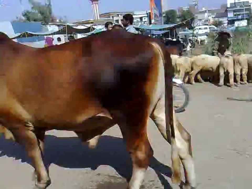 salman ansari lalamusa