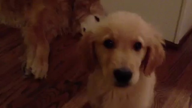 Bébé chien réconforte son grand frère qui fait un cauchemar... Adorable.