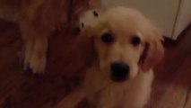 Puppy Comforts Older Dog During Nightmare