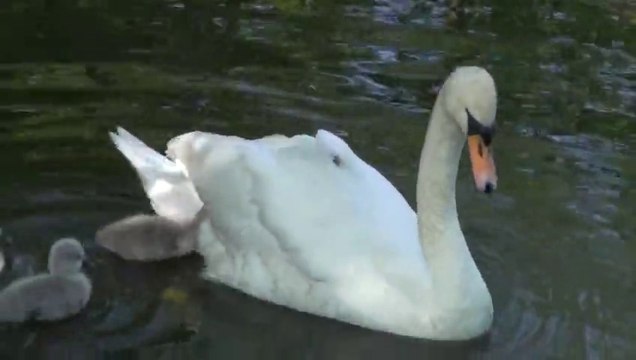 Bébé cygnes sur le dos de maman... Belle balade! Trop adorables