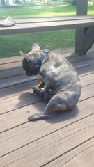 Un chien se tripote en public! Hilarant...