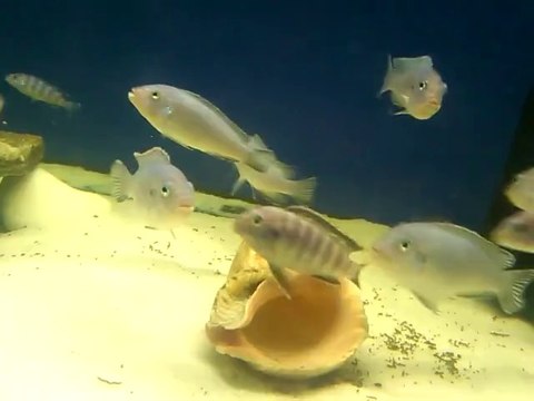 Mavi Prenses Ve Demasoni Akvaryumum