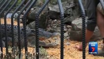 Terrible crocodile attack on Zoo keeper who feeding the beast!
