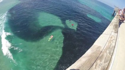 Banc de poissons géant : marée noire vivante!