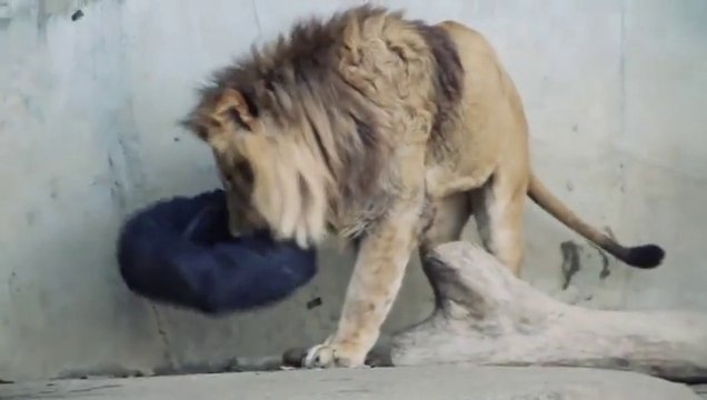 Jeans designed by lions and tigers, and bears in a Zoo! Awesome!