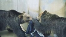 Des Jeans personnalisés par des animaux de ZOO! Coup de griffes à 300 euro!