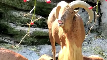 Jurassic Goat : thèm de Jurassic Park en version chèvres folles!