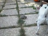 Match de foot entre un chien et une tortue... Craquant!