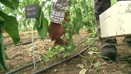 Chez Passard, la haute cuisine commence au potager