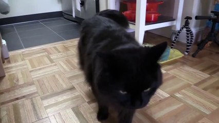 日本商工リサーチ「ねた、ねない」問答しおちゃん Theo the cat argues with me whether he slept or not_