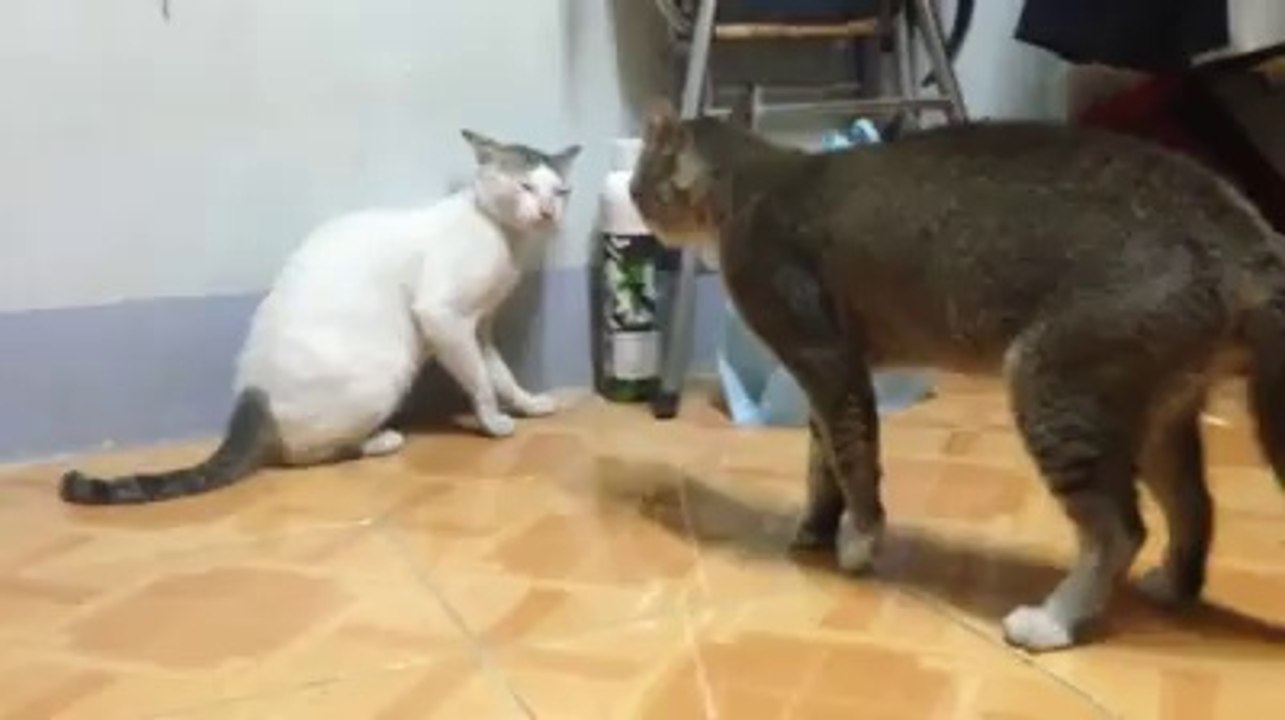 cat fight with style funny
