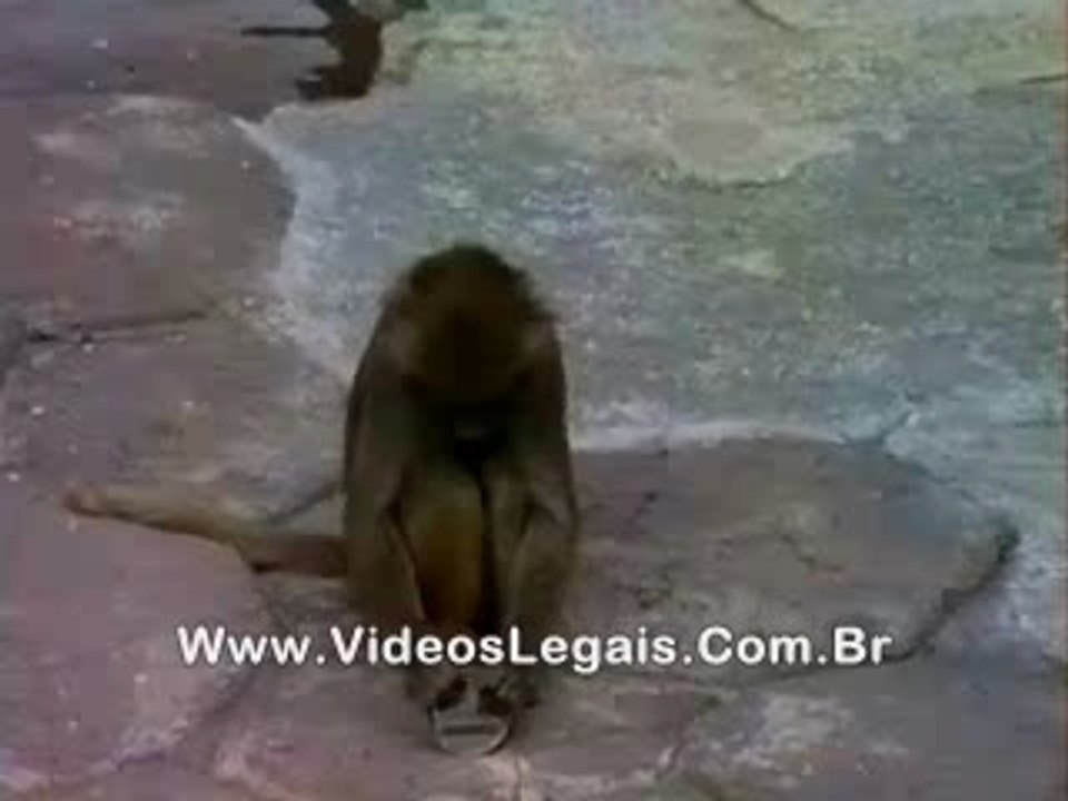 Singe