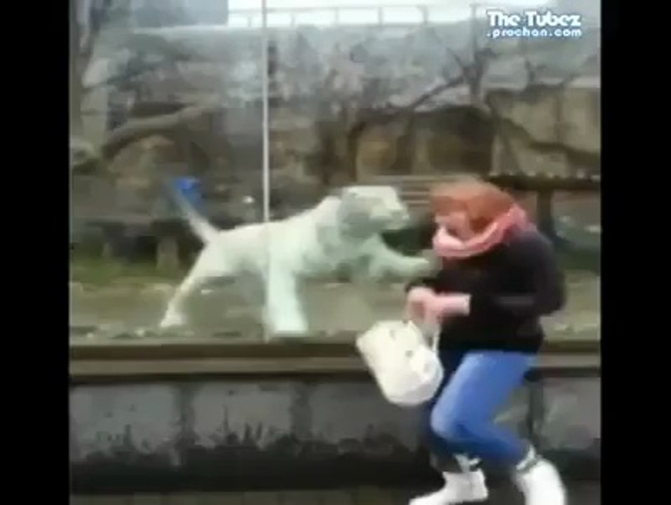 Curious Tiger Scare Women