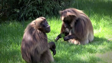 Zoo Amnéville - Singes Géladas 2014