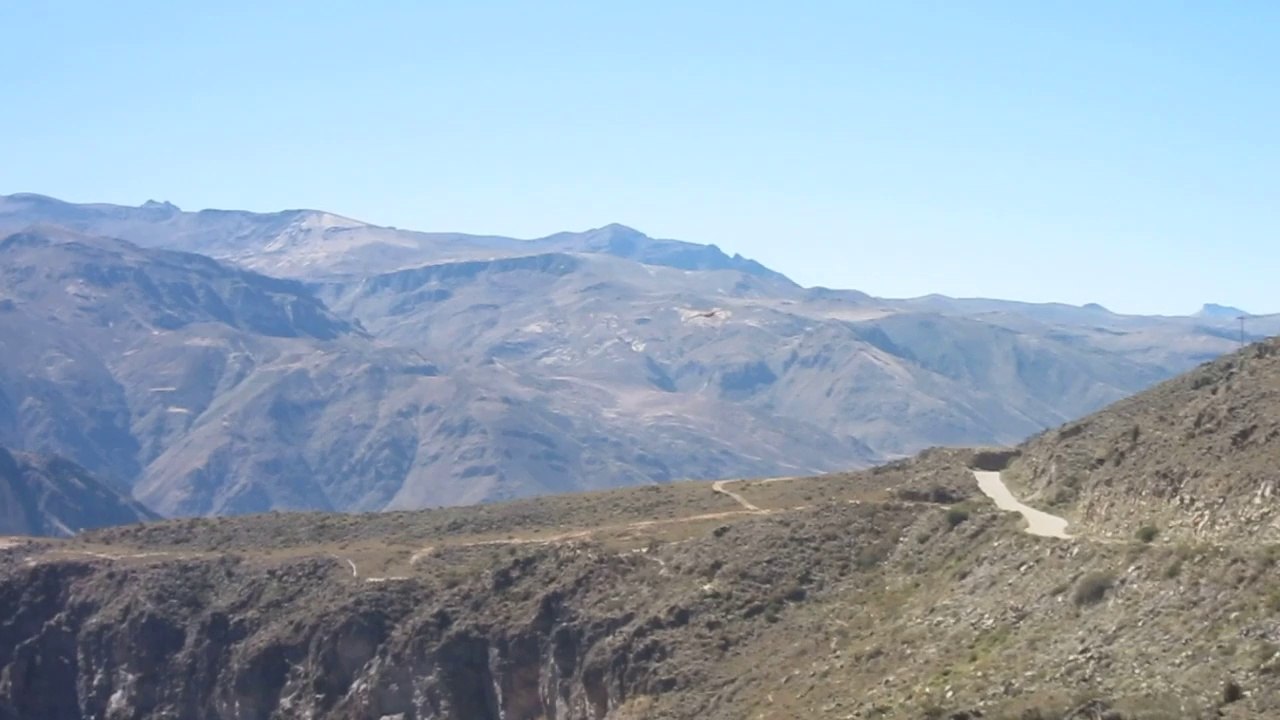 Animaux 05 - Canyon del Colca Condor